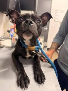 Gigi -  Pit Bull Terrier Dog for Adoption in Cleveland, Ohio - Gigi | PetCurious