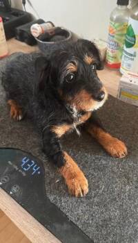 Rescue Rat Terrier and Miniature Poodle Dogs for Adoption in Partlow, Virginia - Nancy - Mini | PetCurious