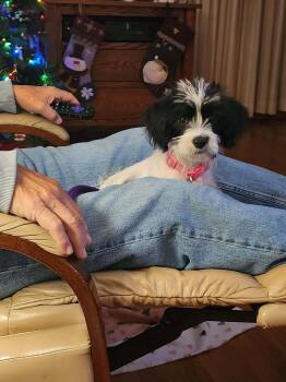 Rescue Shih Tzu Dogs for Adoption in WDM, Iowa - Brandi | PetCurious