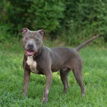 Cyrus -  Mixed Breed Dog for Adoption in Lake Jackson, Texas - Cyrus | PetCurious