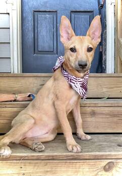 Rescue Plott Hound Dogs for Adoption in Baton Rouge, Louisiana - CIDER | PetCurious