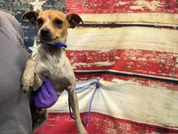 Rat Terrier and Chihuahua Dogs Available for Adoption in Doral, Florida - STERLING | PetCurious
