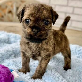 Willie -  Chug and Poodle Dog for Adoption in Rockwall, Texas - Willie | PetCurious