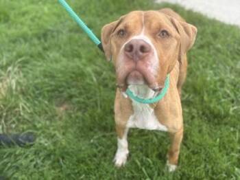 Rescue Pit Bull Terrier Dogs for Adoption in Philadelphia, Pennsylvania - Kanen | PetCurious