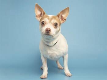 WRENLEE -  Chihuahua Dog for Adoption in Phoenix, Arizona - WRENLEE | PetCurious