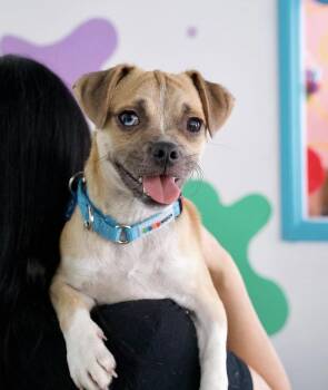 Smudge -  Pug and Chihuahua Dog for Adoption in Pasadena, California - Smudge | PetCurious