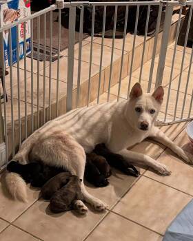 Rescue Siberian Husky Dogs for Adoption in North Haledon, New Jersey - Kaya | PetCurious