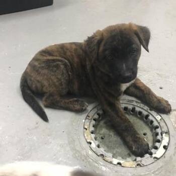 Colby *available on 8/28 at SPCA Westchester -  Mixed Breed Dog for Adoption in Briarcliff Manor, New York - Colby *available On 8/28 At SPCA Westchester | PetCurious