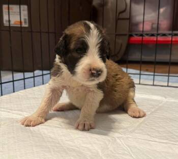 Nadia -  Great Pyrenees Dog for Adoption in Bowie, Texas - Nadia | PetCurious
