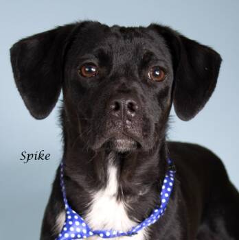 Dachshund and Shepherd Dogs Available for Adoption - Spike | PetCurious