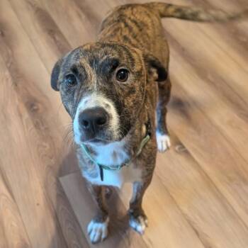 Hershey -  Mixed Breed Dog for Adoption in Bentonville, Arkansas - Hershey | PetCurious