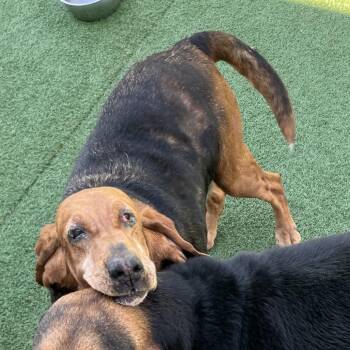 Bloodhound Dogs Available for Adoption in La Grange, Kentucky - June | PetCurious