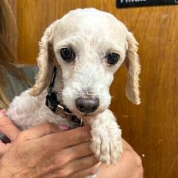 Cedric-Foster Home Needed -  Poodle Dog for Adoption in Hartland, Wisconsin - Cedric-Foster Home Needed | PetCurious