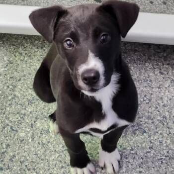 Hashtag -  Labrador Retriever Dog for Adoption - Hashtag | PetCurious