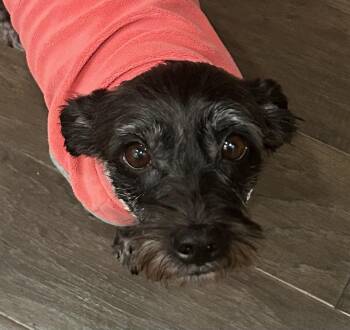 Junie AKA June Bug -  Terrier Dog for Adoption in Hamilton Township, New Jersey - Junie AKA June Bug | PetCurious