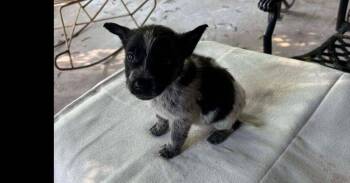 Mixed Breed Dogs Available for Adoption in Dallas, Texas - Nevada Pups (Rolling Stones) Charlie | PetCurious