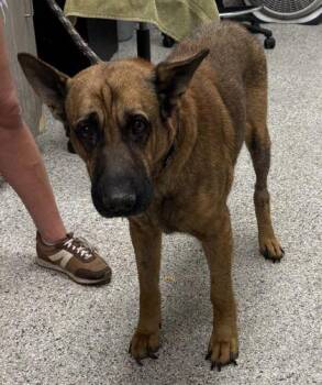 Lyle -  Shepherd and Mixed Breed Dog for Adoption in Kansas City, Missouri - Lyle | PetCurious
