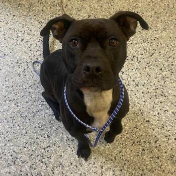 American Staffordshire Terrier Dogs Available for Adoption - Taco | PetCurious