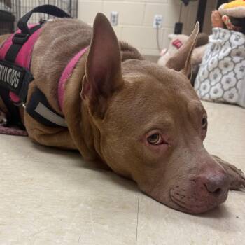 Nina -  Mixed Breed Dog for Adoption in Lake Panasoffkee, Florida - Nina | PetCurious