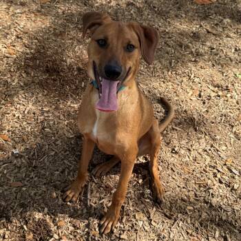 Mixed Breed Dogs Available for Adoption in St. Augustine, Florida - Buddy Holly | PetCurious