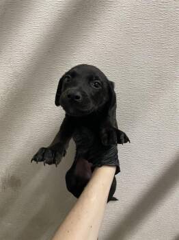 Labrador Retriever Dogs Available for Adoption - A372578 | PetCurious