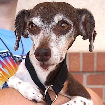 Alina -  Jack Russell Terrier Dog for Adoption in Carrollton, Texas - Alina | PetCurious