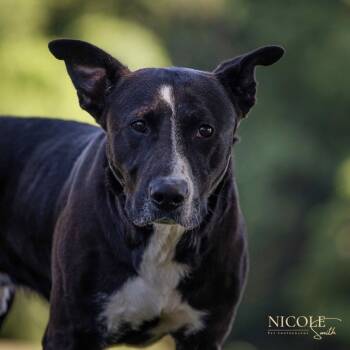 Rescue Mixed Breed Dogs for Adoption in Henderson, Kentucky - Tucker | PetCurious