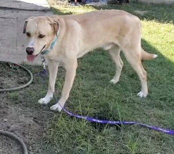 Rescue Labrador Retriever Dogs for Adoption in Broomfield, Colorado - Yzerman / Slim Pickens | PetCurious