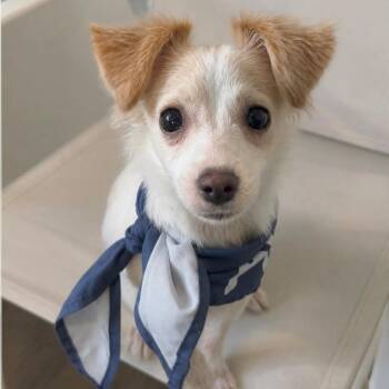 Cannoli -  Chihuahua and Jack Russell Terrier Dog for Adoption in Tampa, Florida - Cannoli | PetCurious