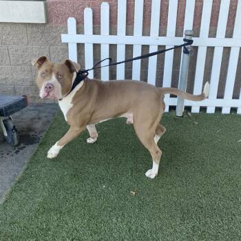 CANELO -  Pit Bull Terrier Dog for Adoption in Modesto, California - CANELO | PetCurious
