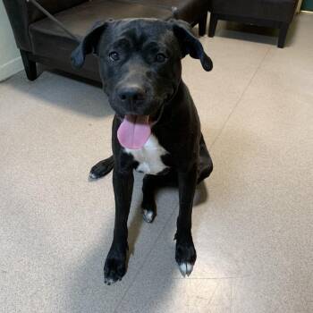 Boomer -  Labrador Retriever and Pit Bull Terrier Dog for Adoption in Pasadena, California - Boomer | PetCurious