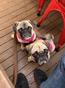 Tilly -  Pug Dog for Adoption in Ventura, California - Tilly | PetCurious