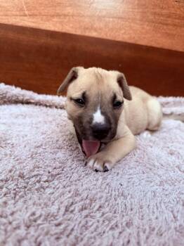 Carmen -  Husky and German Shepherd Dog Dog for Adoption in Spokane, Washington - Carmen | PetCurious
