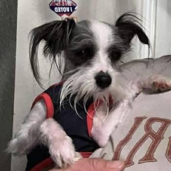 McNabb -  Terrier and Mixed Breed Dog Available for Adoption in Las Vegas, Nevada - McNabb | PetCurious