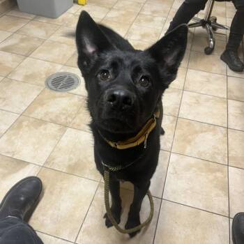 Mixed Breed Dogs Available for Adoption in Troutdale, Oregon - Taco (mcas) | PetCurious