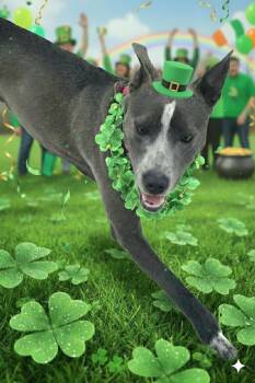 Australian Kelpie and American Staffordshire Terrier Dogs Available for Adoption - TREY | PetCurious