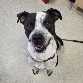 Rescue Pit Bull Terrier Dogs for Adoption in Windsor, Virginia - Buddy | PetCurious