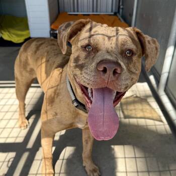 Terrier Dogs Available for Adoption in St. Louis, Missouri - Scuttle/NYLA | PetCurious