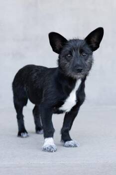 Licorice -  Mixed Breed Dog for Adoption in Longmont, Colorado - Licorice | PetCurious