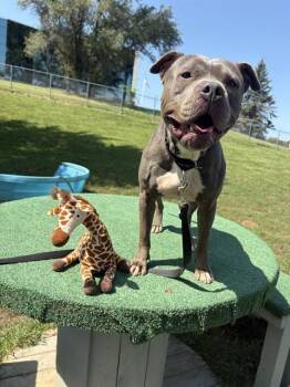 MINERAL -  Boxer and Mixed Breed Dog for Adoption in Omaha, Nebraska - MINERAL | PetCurious