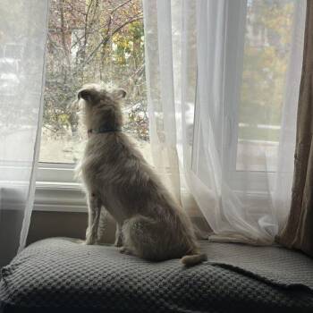 Honey -  Wirehaired Terrier and Mixed Breed Dog for Adoption in Sunderland, Ontario - Honey | PetCurious