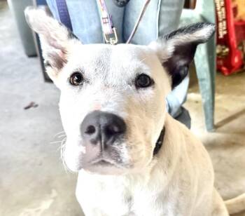 Huckleberry Jam -  Hound and Australian Cattle Dog Blue Heeler Dog for Adoption in Andover, Massachusetts - Huckleberry Jam | PetCurious