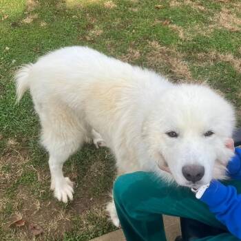 Rescue Great Pyrenees and Mixed Breed Dogs for Adoption - Malcom | PetCurious