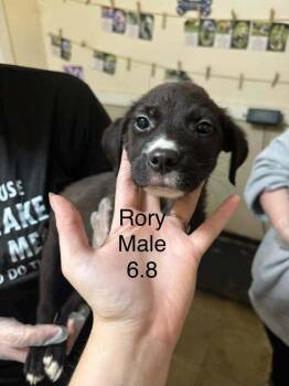 Johnson Rs : Rory -  Boxer and Australian Shepherd Dog for Adoption in Aurora, Indiana - Johnson Rs : Rory | PetCurious