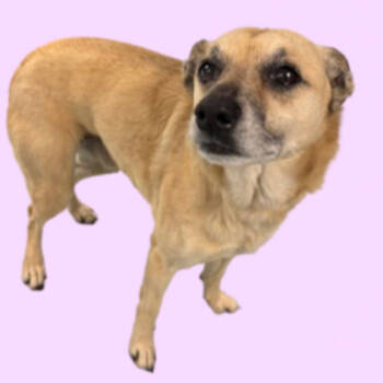 Rescue Terrier Dogs for Adoption in Pacific Grove, California - Bonnie Button | PetCurious