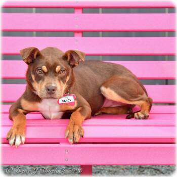 Terrier Dogs Available for Adoption - Darcy | PetCurious