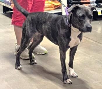 Dixie Gorgeous Blue Girl -  American Bulldog Dog for Adoption in Charlottesville, Virginia - Dixie Gorgeous Blue Girl | PetCurious