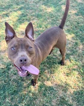 Pit Bull Terrier Dogs Available for Adoption in Eagle, Idaho - Cody **Courtesy Post. Out Of Town Pet. See Below For Details** | PetCurious