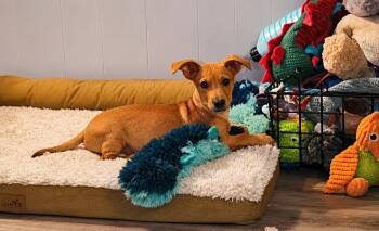 Peanut -  Chiweenie Dog for Adoption in Uxbridge, Massachusetts - Peanut | PetCurious