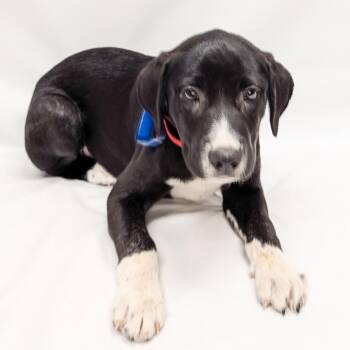 Labrador Retriever and Mixed Breed Dogs Available for Adoption in Parker, Colorado - 617 (2026) Greg | PetCurious